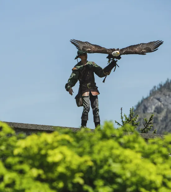 Falconer with eagle landing on gloved arm during bird of prey show in mountain setting